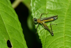Eumastax