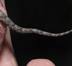 Urosaurus bicarinatus