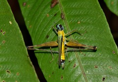 Eumastax