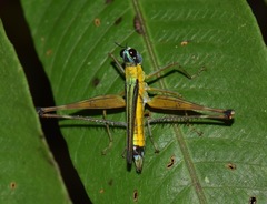 Eumastax