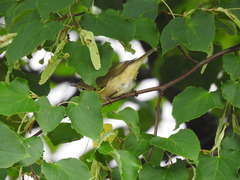 Phylloscopus collybita