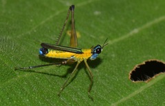 Eumastax