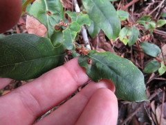 Dryocosmus juliae