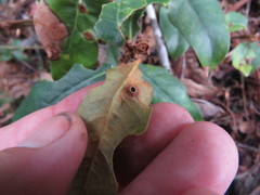 Dryocosmus juliae