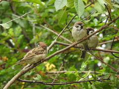 Passer montanus
