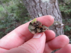 Dryocosmus juliae