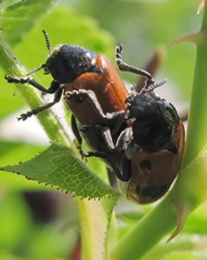 Clytra quadripunctata