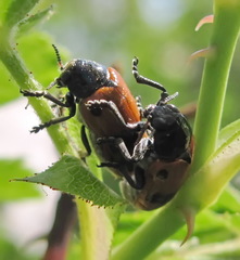 Clytra quadripunctata