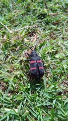 Ceroplesis orientalis