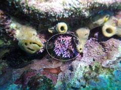 Stylaster roseus