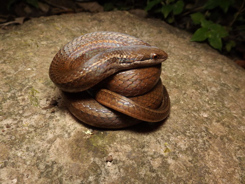 Brown Spotbelly Snake