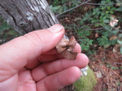 Dryocosmus juliae
