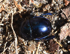 Trypocopris vernalis