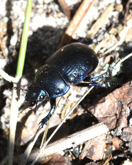 Anoplotrupes stercorosus