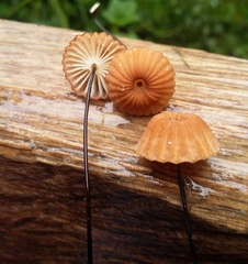 Marasmius ruforotula