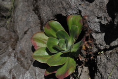 Echeveria montana