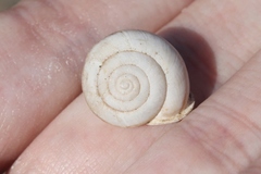 Micrarionta rufocincta