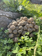 Agaricales