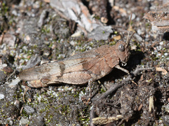 Oedipoda caerulescens