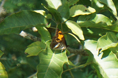 Adelpha phylaca
