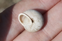 Micrarionta rufocincta