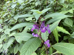Impatiens tripetala
