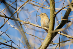 Granatellus venustus
