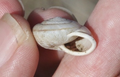 Micrarionta rufocincta