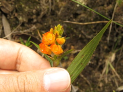 Elleanthus aurantiacus