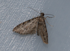 Sigilliclystis insigillata