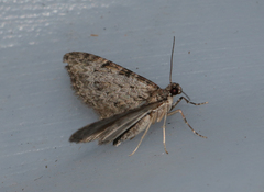 Sigilliclystis insigillata