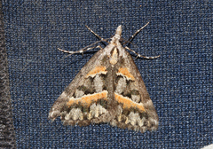 Dichromodes cirrhoplaca