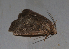 Hypoperigea tonsa