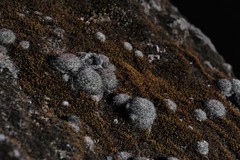 Mammillaria deherdtiana dodsonii