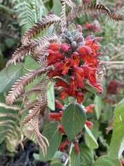 Colquhounia coccinea