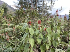 Colquhounia coccinea