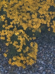 Tagetes lemmonii