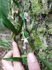 Prosthechea pseudopygmaea
