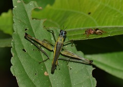Eumastax