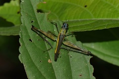 Eumastax