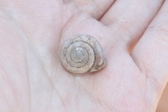 Micrarionta rufocincta