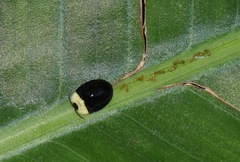 Imatidium thoracicum