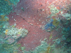 Monanchora arbuscula