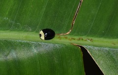 Imatidium thoracicum