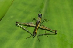 Eumastax