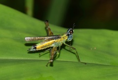 Eumastax