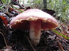 Cortinarius lebre