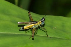 Eumastax