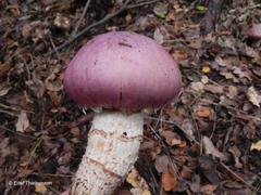 Cortinarius lebre