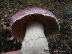 Cortinarius lebre